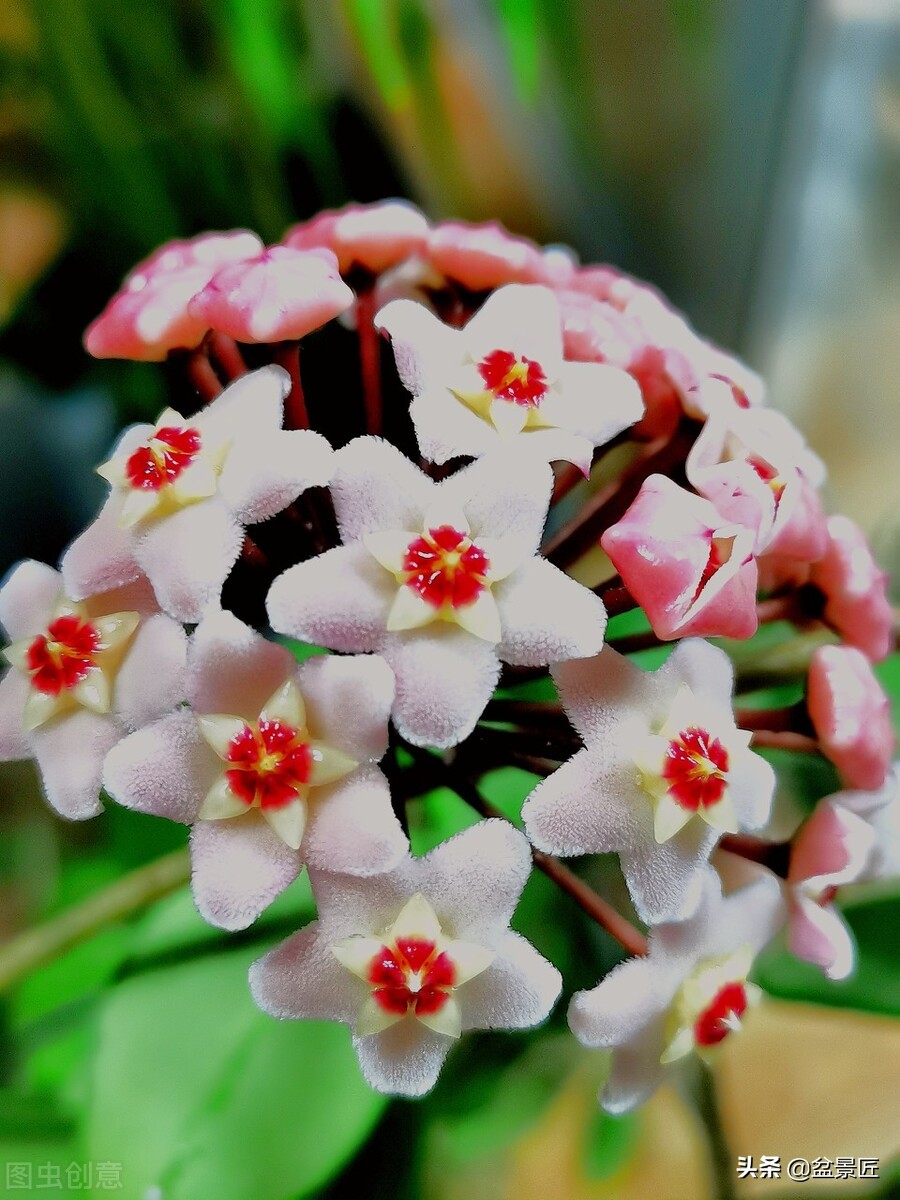 养球兰最好的土,球兰咋养