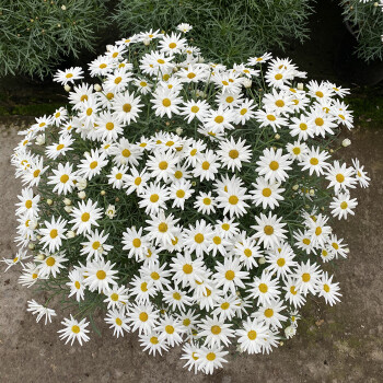 立夏已过进夏季,立夏已至百花齐放