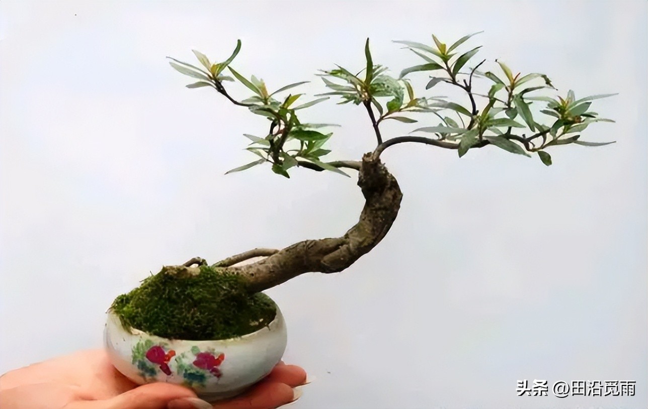 制作盆景的入门造型技巧,微型盆景掌上盆景规模化生产