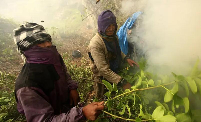 喜马拉雅山采蜜人：绝壁采蜜，专供尼泊尔皇室，一公斤卖3500美金