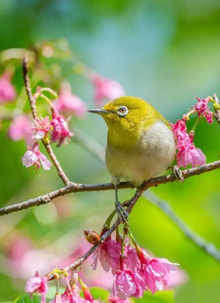 奇怪的小鸟视频,稀奇古怪的鸟