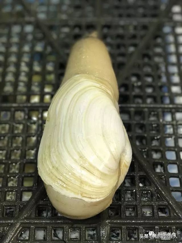 世界顶级海鲜食材,世界顶级的海鲜视频