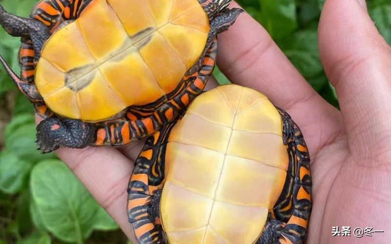 养龟避坑,新手养龟入门基础知识