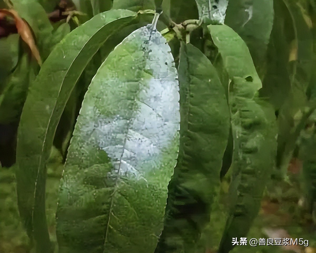 桃树防治常用药水,桃树白霉病怎么治疗