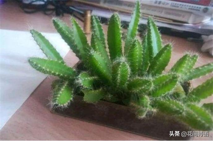 教你如何正确种植不要钱的火龙果,怎么种出又大又甜的火龙果