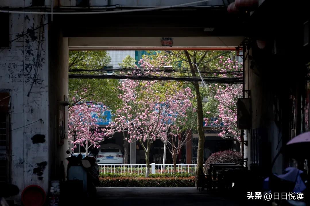 湖北荆州：石首“繁花”上大分↑即将刷爆朋友圈！