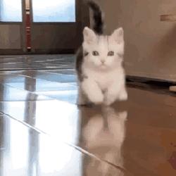 猫咪生长到几个月才会停止成长,猫咪寿命最短的表现