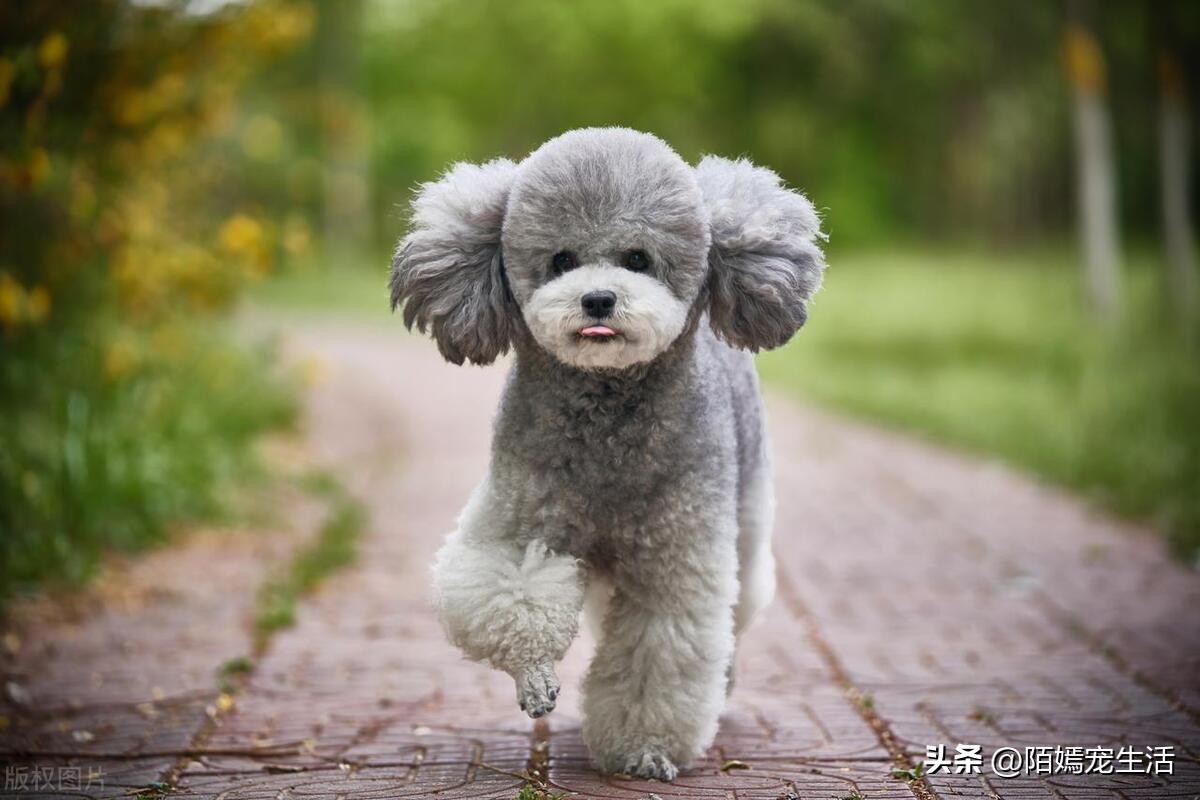 泰迪狗狗怎样训练,泰迪狗该怎么训练才能听话