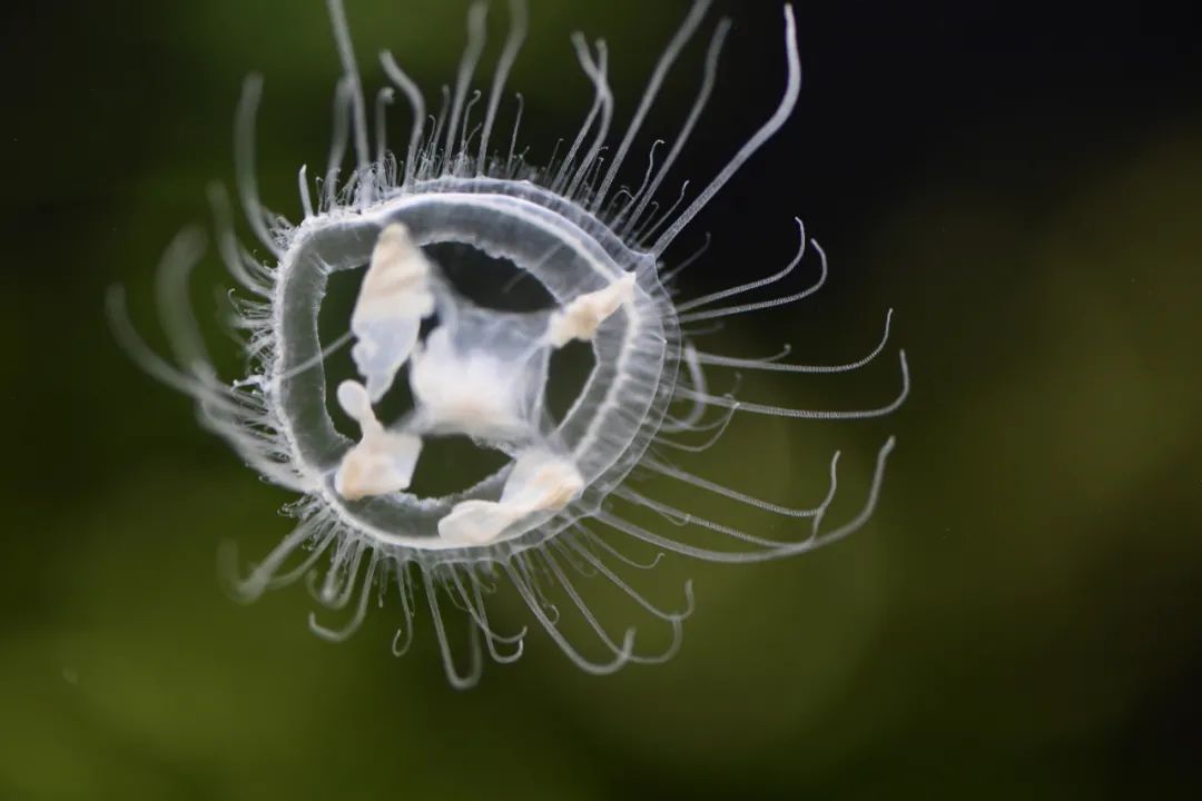 昆明七彩云南怎么样,七彩云南避暑家园