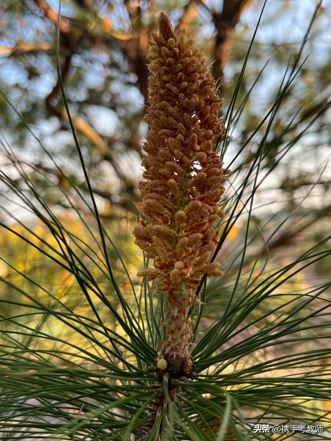 茂盛开花的马尾松,植物专栏蓝花草