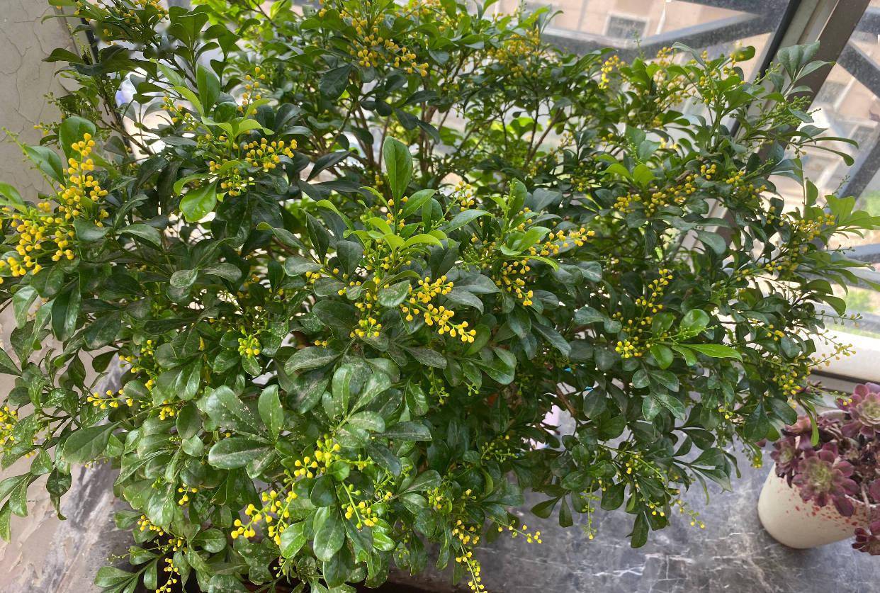 卧室净化空气有香味的植物,在卧室可以养的花好看香好养