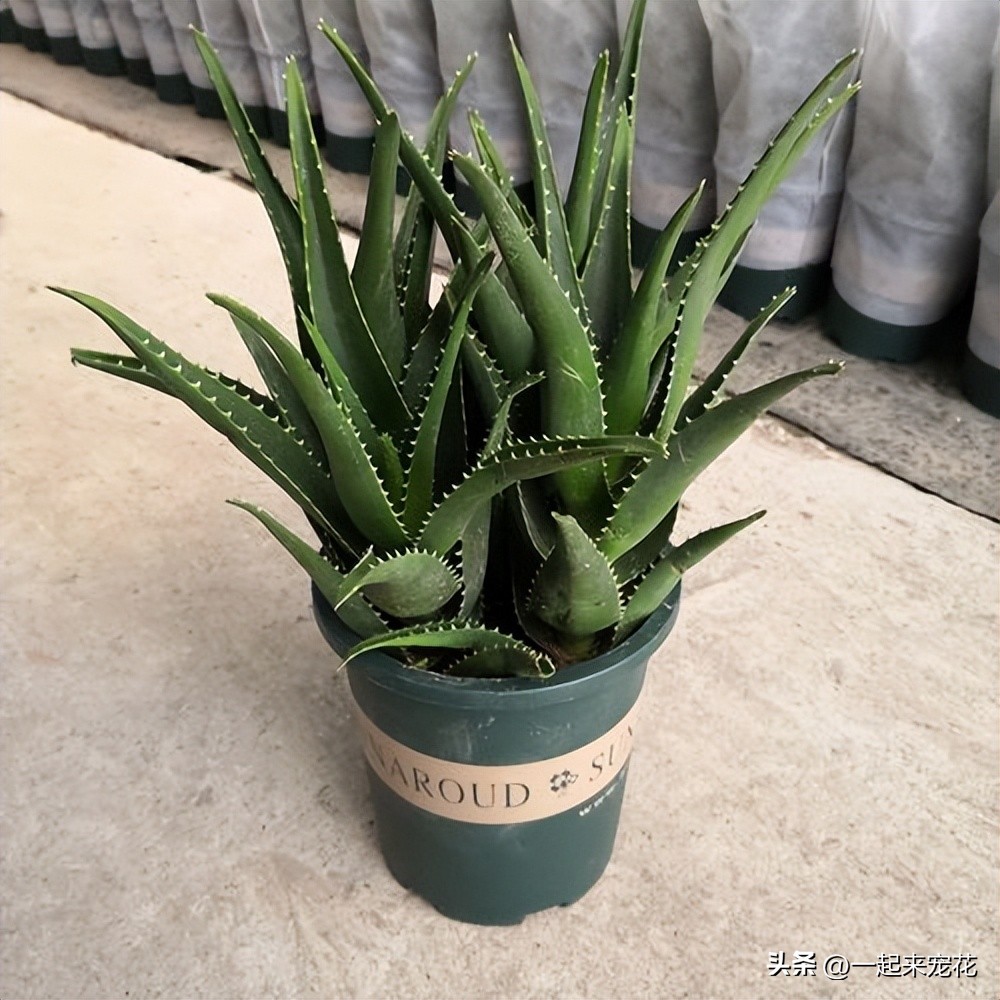 适合放卧室里的芦荟植物,芦荟植物盆栽有啥好处
