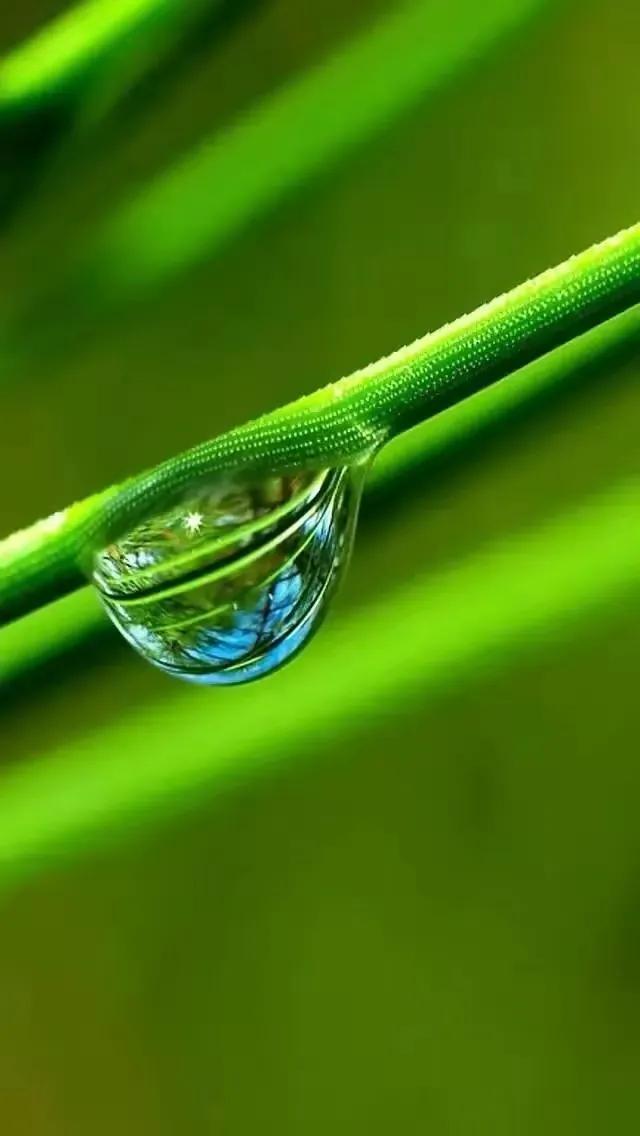 华为壁纸绿色护眼图片大全高清,绿色护眼壁纸高清全屏手机锁屏