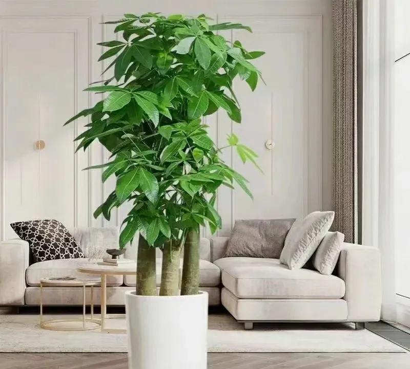 7叶发财树怎么养才能旺盛,发财树七八月份怎样施肥