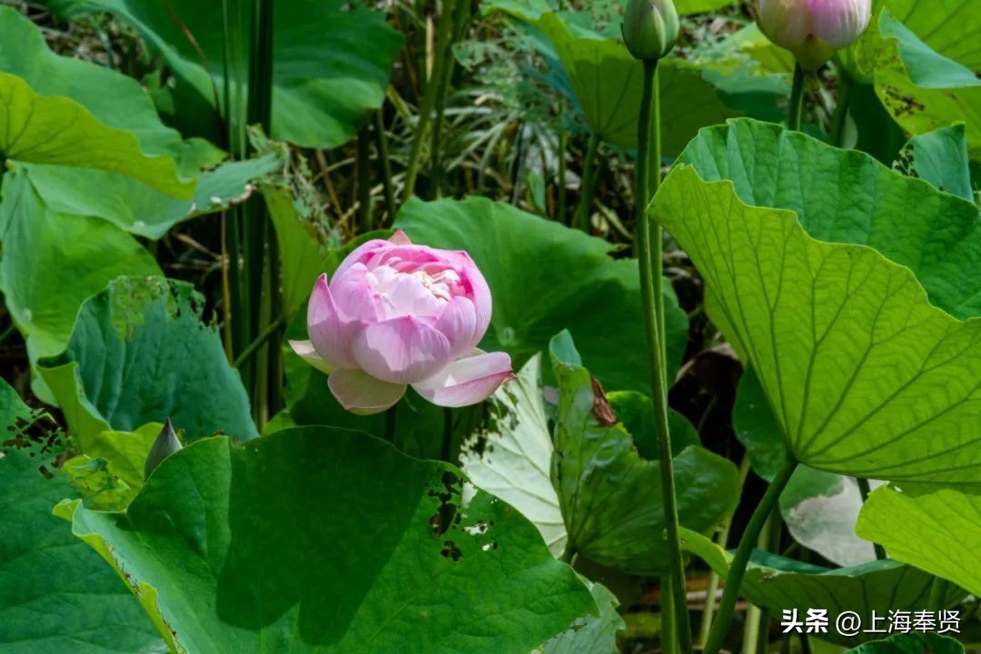 流“莲”忘返！来南桥这些地方邂逅夏天的浪漫→
