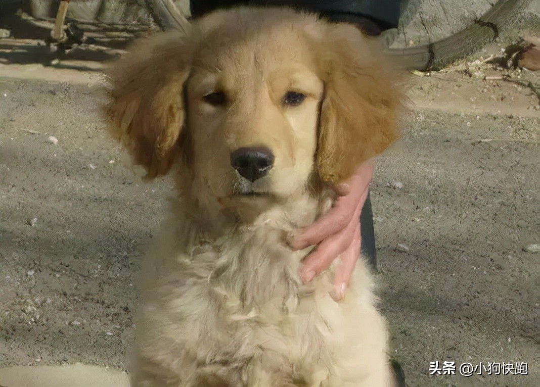 金毛拉布拉多犬的优点和缺点,新手养金毛老手养拉布拉多