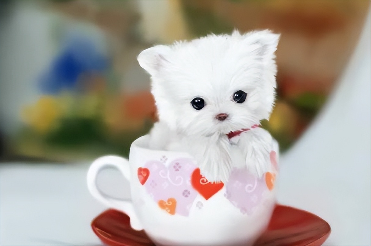 巴哥犬最大的特点,巴哥犬最令人头疼的5大缺点