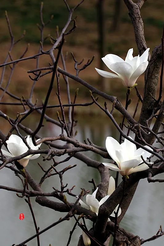 淮阳龙湖赏荷花,淮阳龙湖垂柳