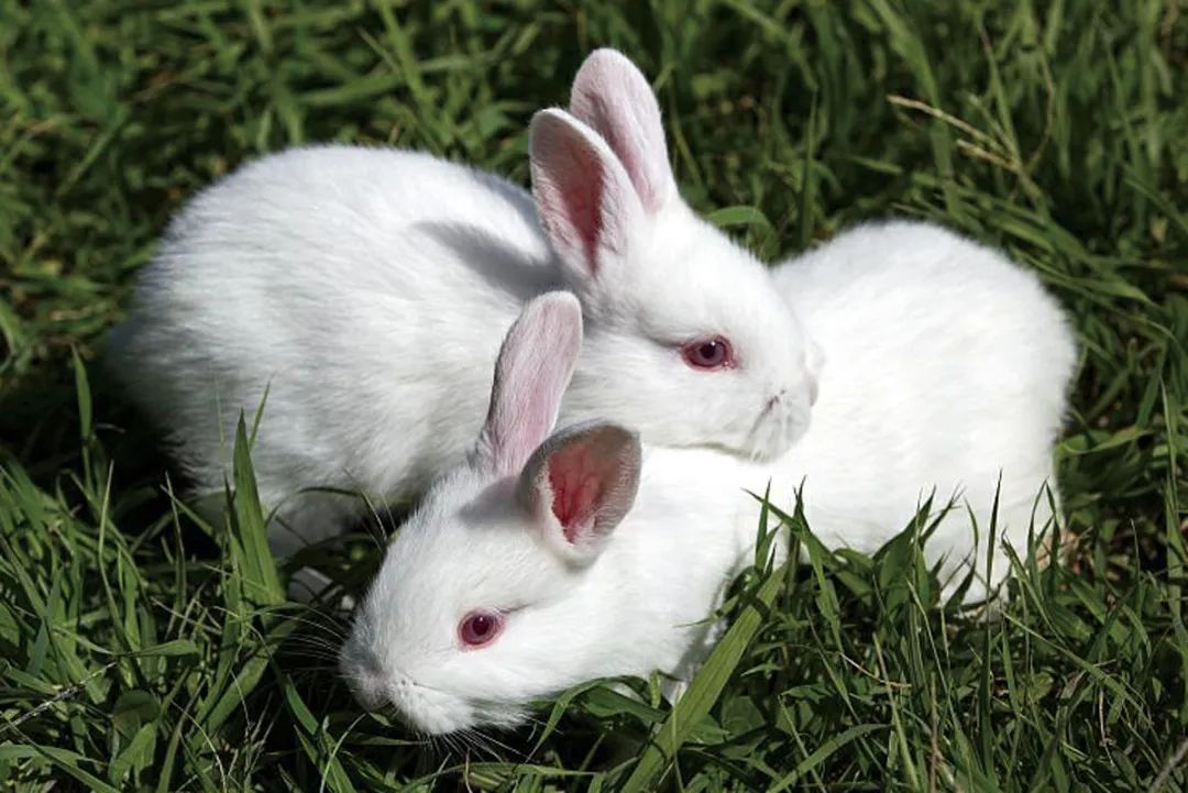 兔年说兔,让我们重新认识一下兔子