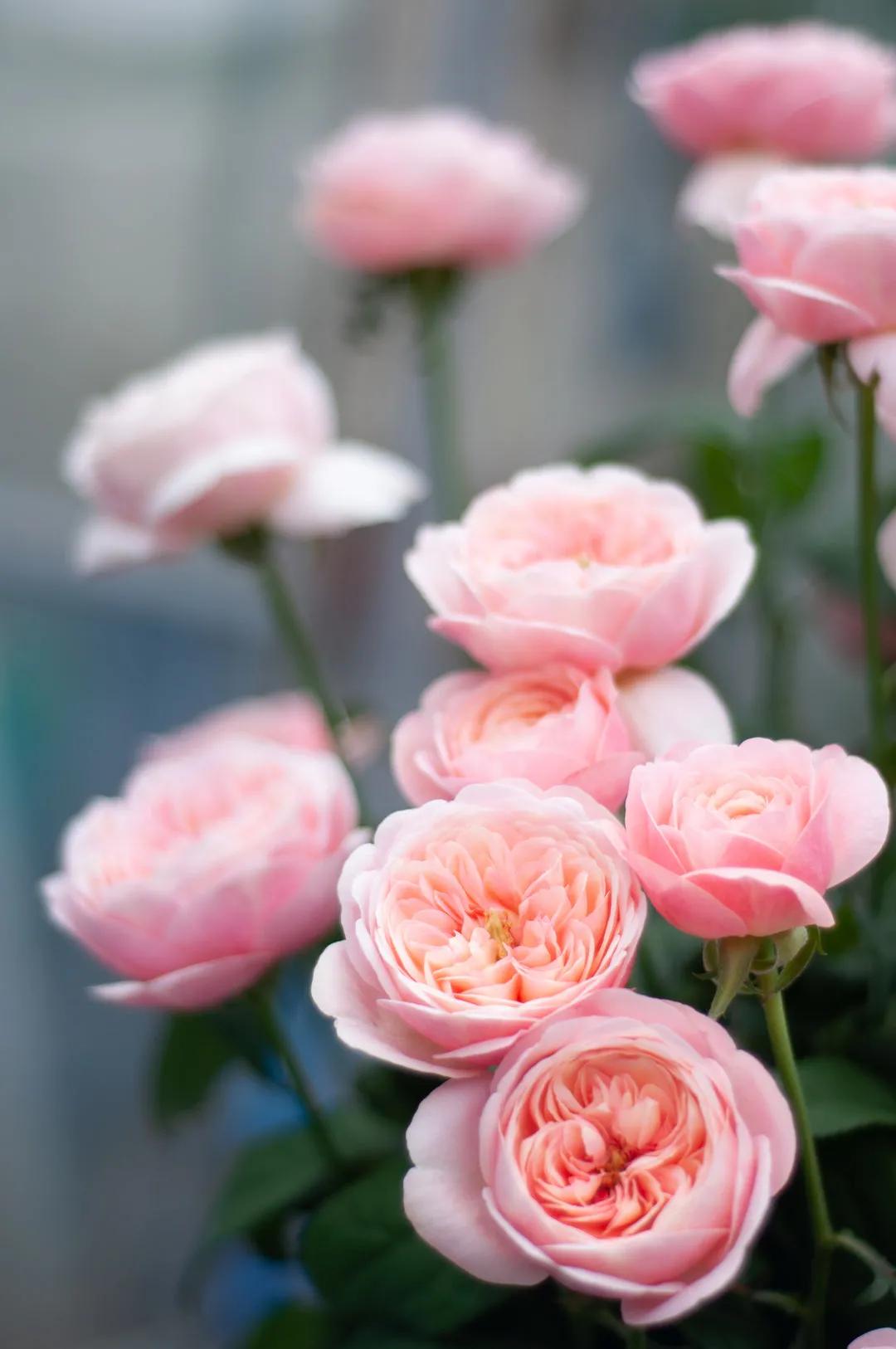 日本超微月季有几个品种,友禅系月季是什么意思