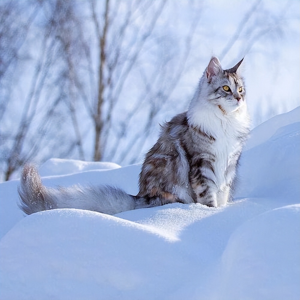 养猫首选这几种猫既便宜又好养,养猫最建议养什么猫
