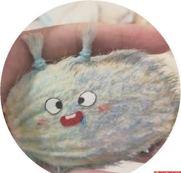 养芒果和当宠物,为什么养芒果核当宠物