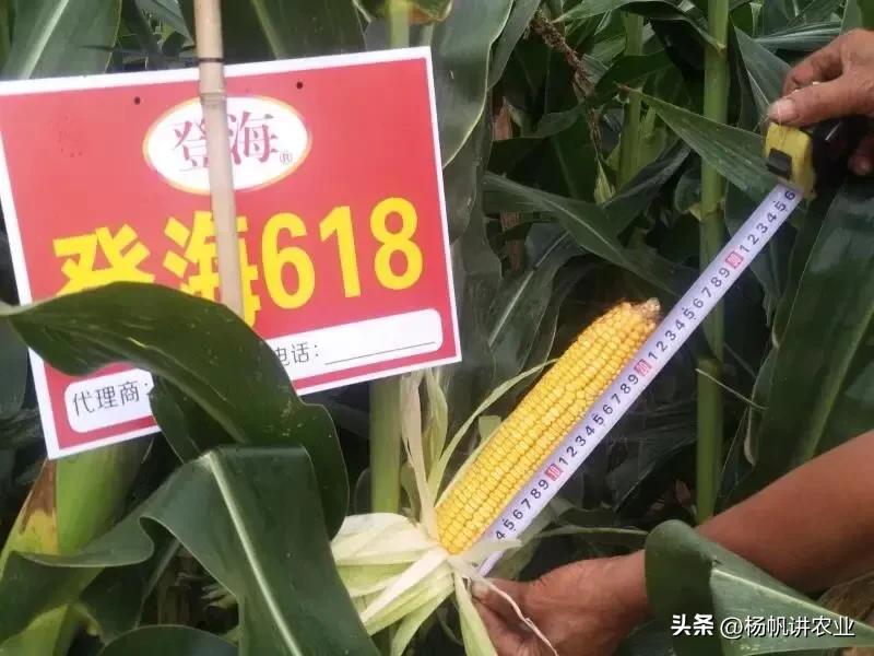 登海618玉米种品种简介,登海种业玉米种哪个品种高产