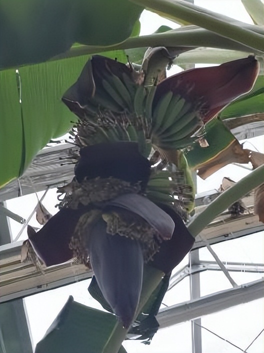 春华秋实农博园摘油桃,春华秋实农博园草莓采摘