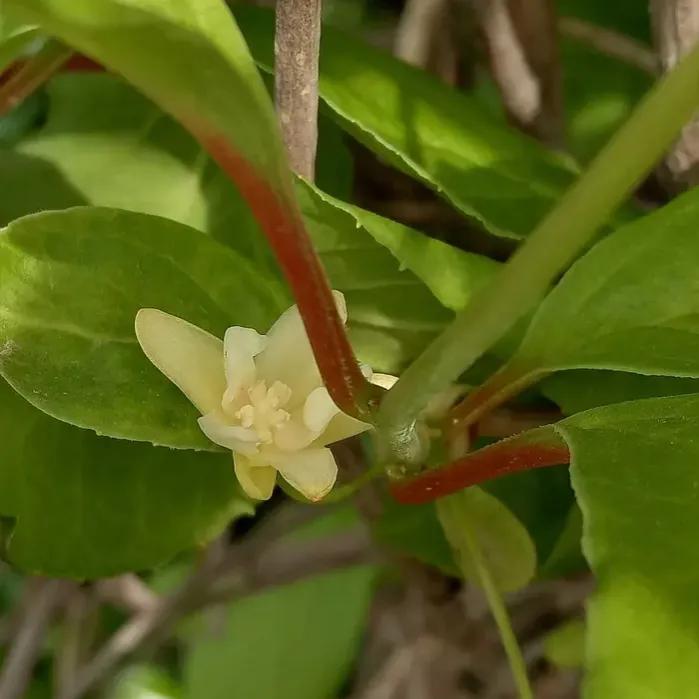 100种迷人的“数字花”,从零到一百万,真是太神奇了