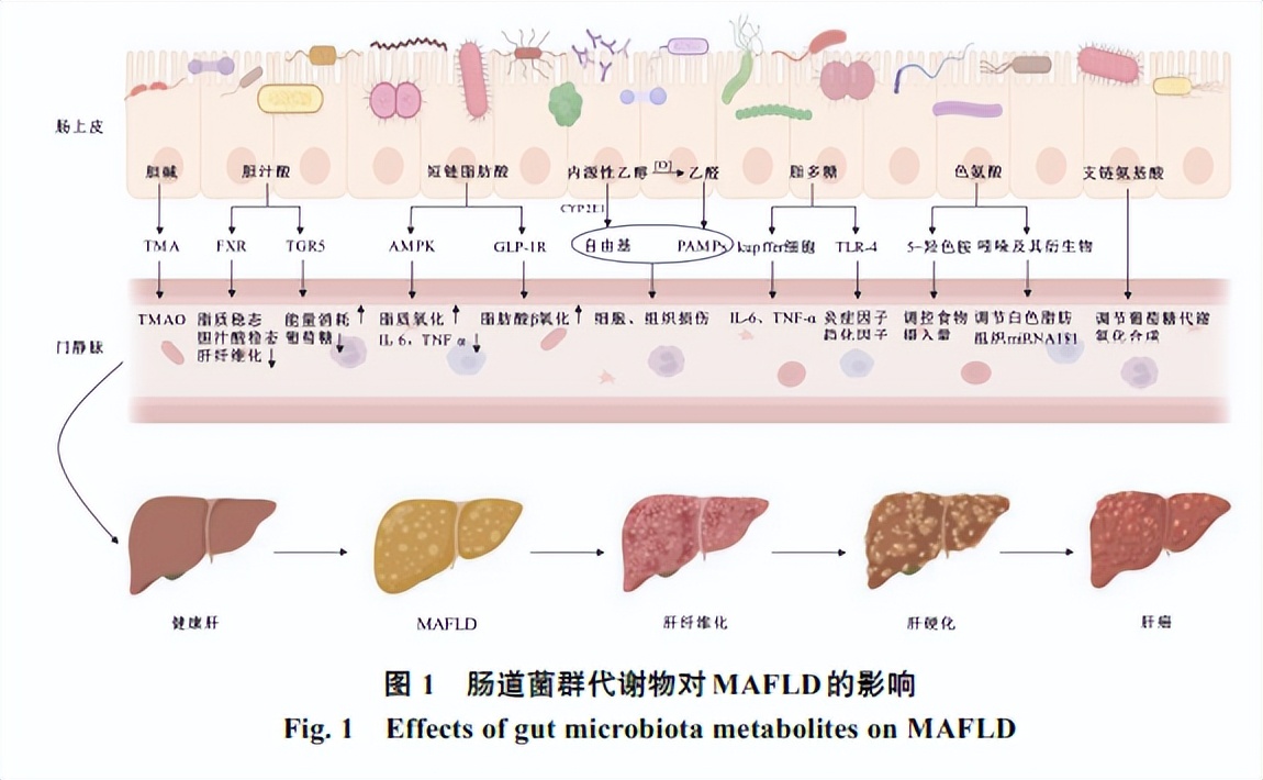 什么中药对肠道菌群的调节作用,肠道菌群紊乱吃中药可以调理吗