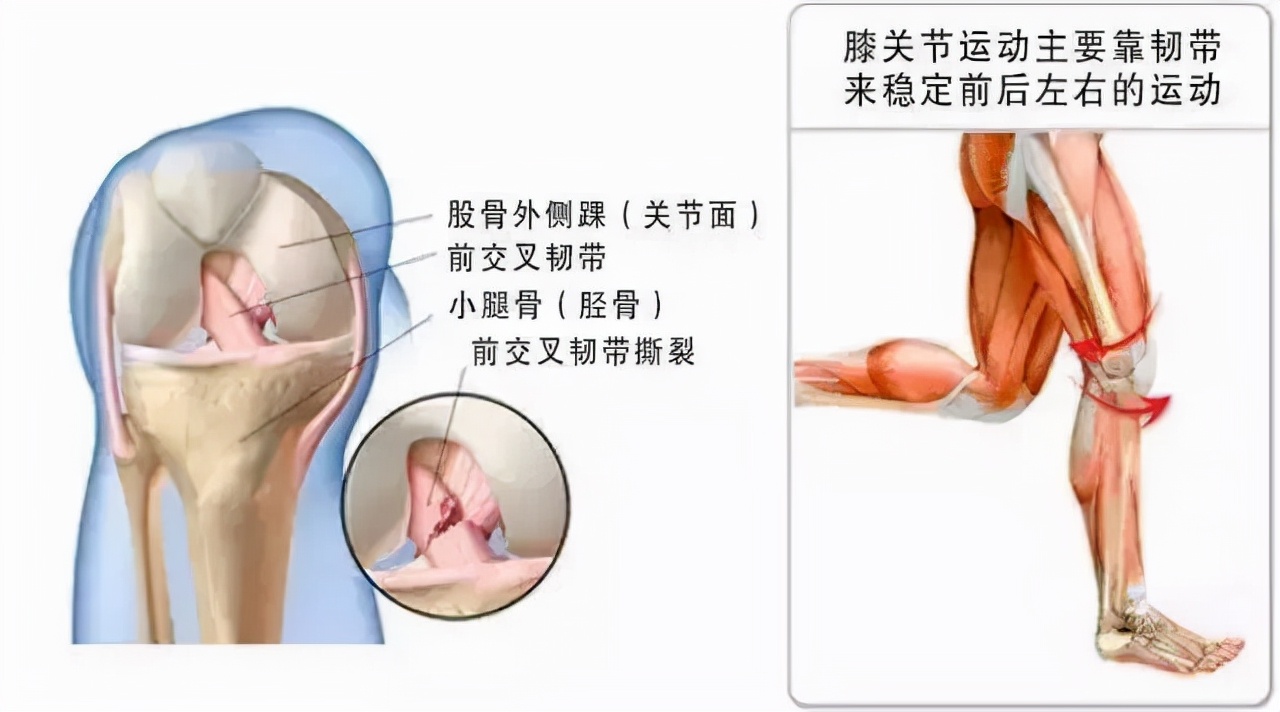 外星人罗纳尔多巅峰时刻肌肉,当外星人遇到地球