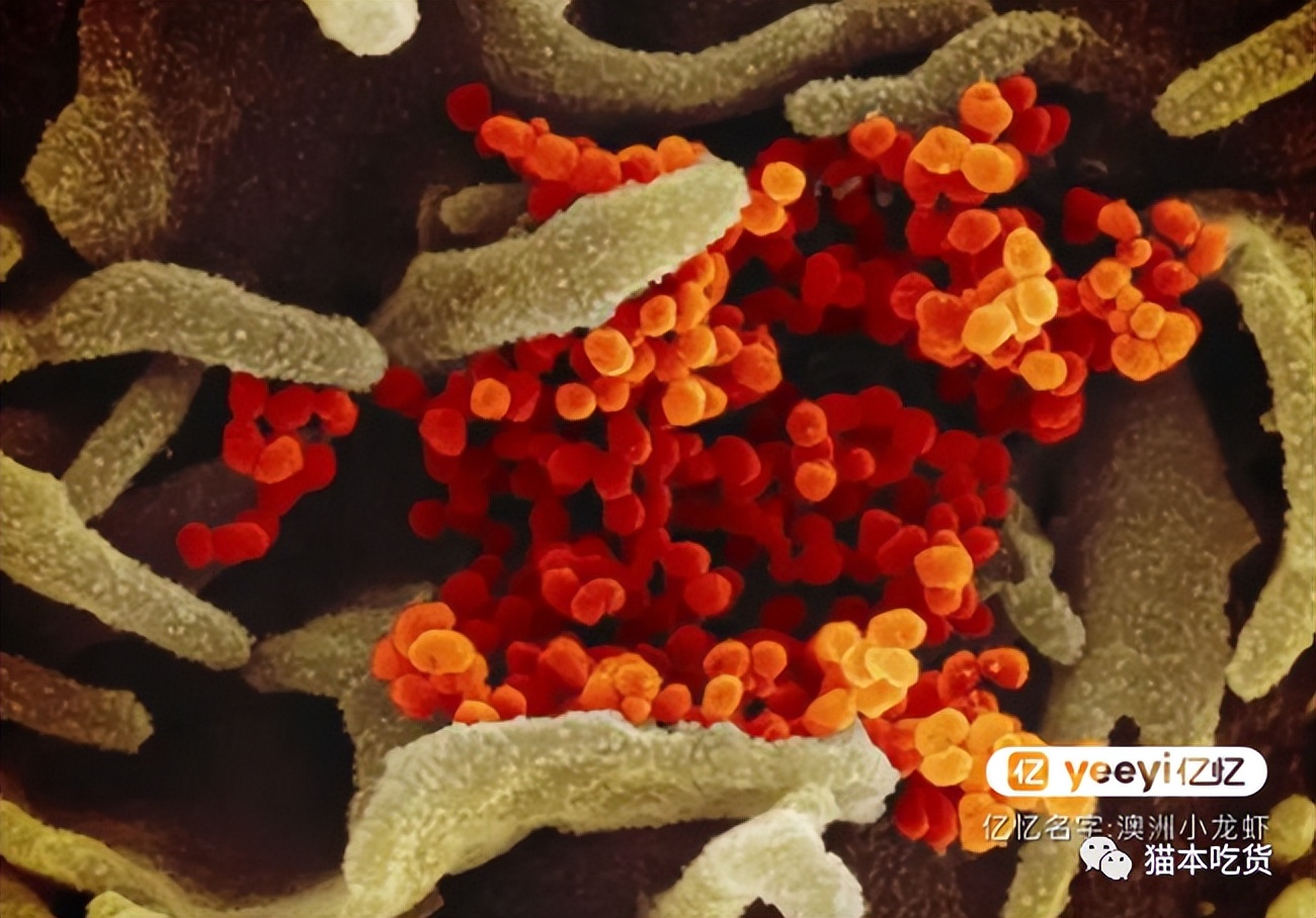 澳洲数万人复阳,2000+人死亡!华人:这个地方已经沦陷了