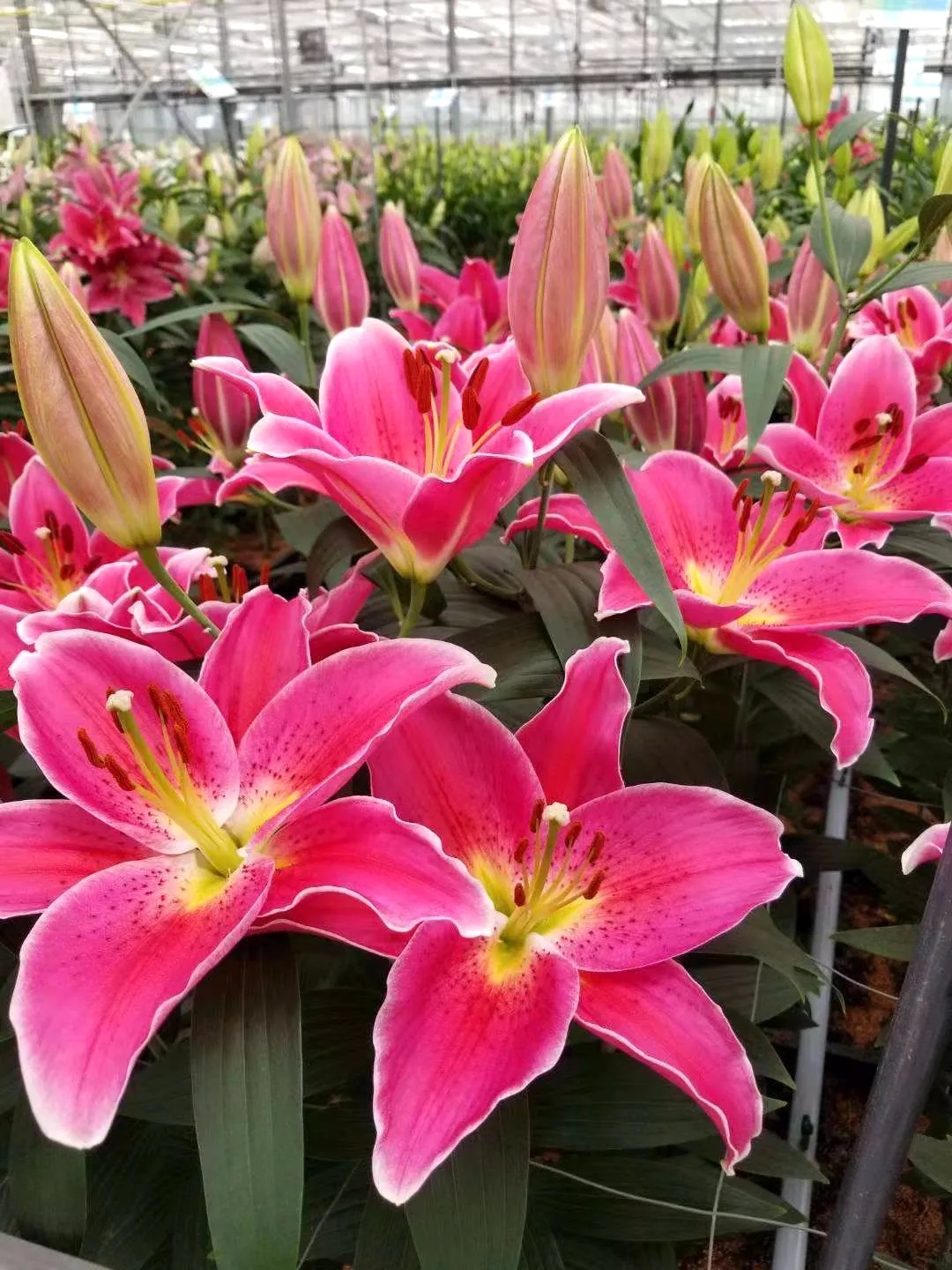 香水百合含苞待放,含苞待放的百合