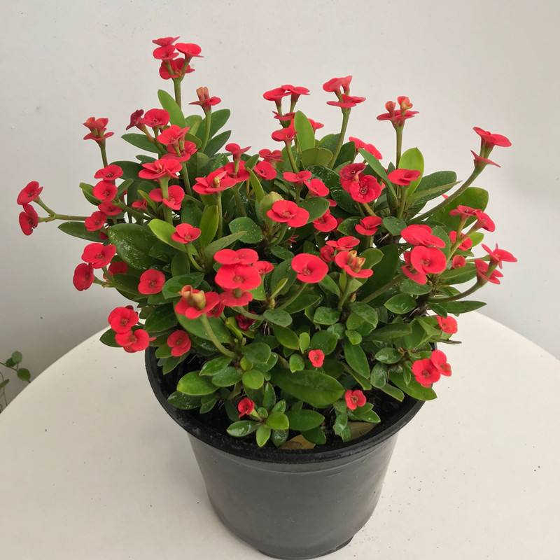 10种“漂亮花”，开花红艳艳，美得不可方物，客人来了走不动道