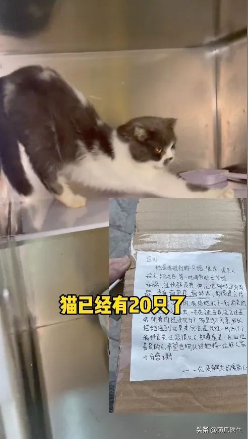 猫德学院被收养的猫咪现状,猫德学院关于遗弃猫咪的声明