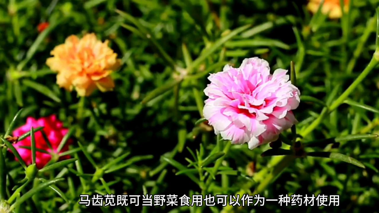 马齿苋泡澡的功效,野菜马齿苋的功效