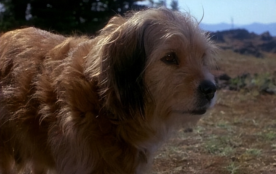 电影丛林赤子心影评,电影中的丛林赤子心