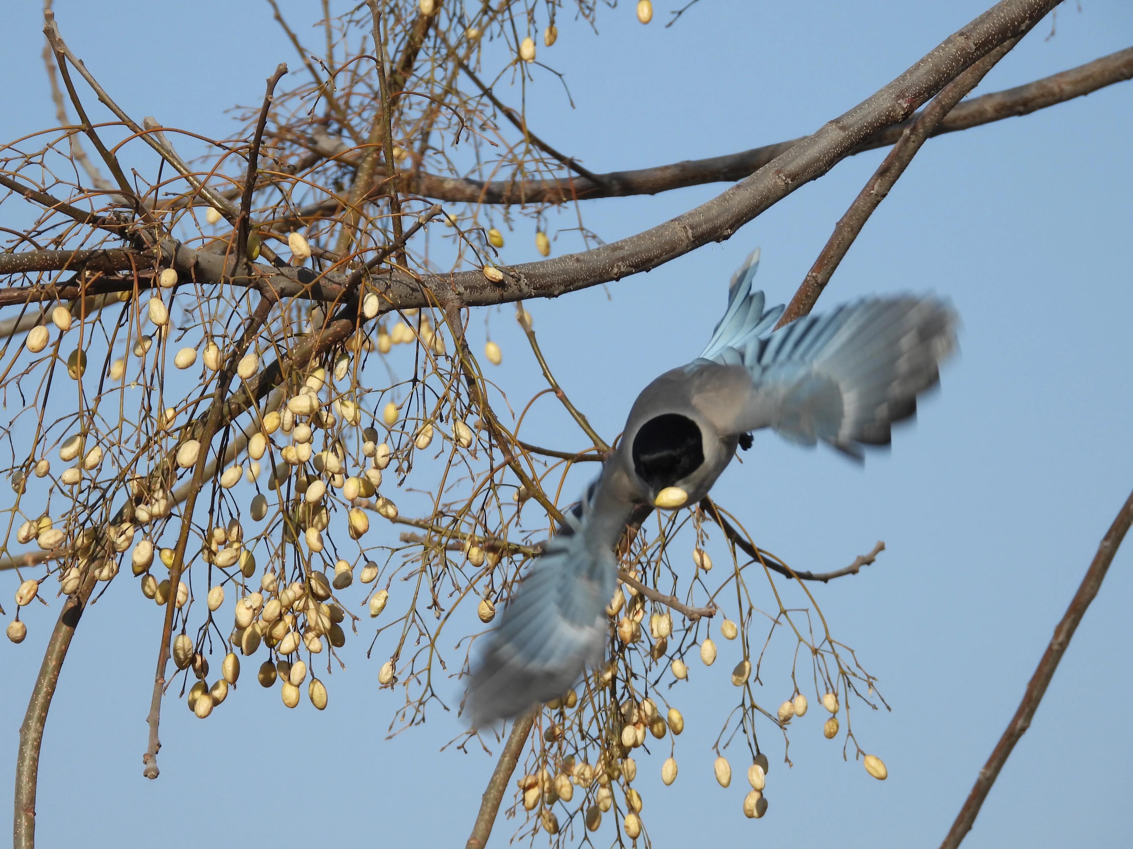 灰喜鹊冬天食物,灰喜鹊喂什么