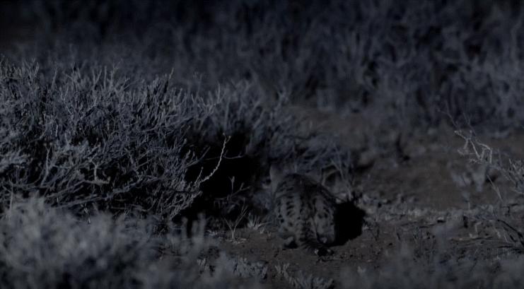 狸花小猫咪可爱视频,狸花短腿小猫咪可爱又萌的视频