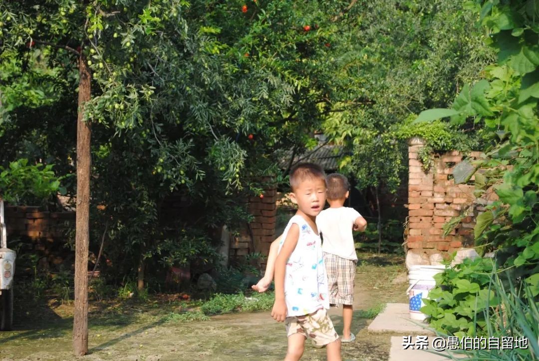 嗨,今天你给果树喂“腊八粥”了吗?