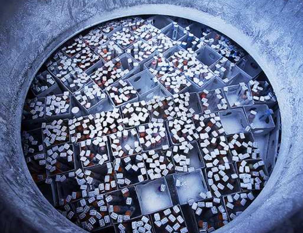 日本男人没有工作会失去妻子吗,日本马斯克