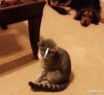 爆笑名场面动图,爆笑动图笑话大全