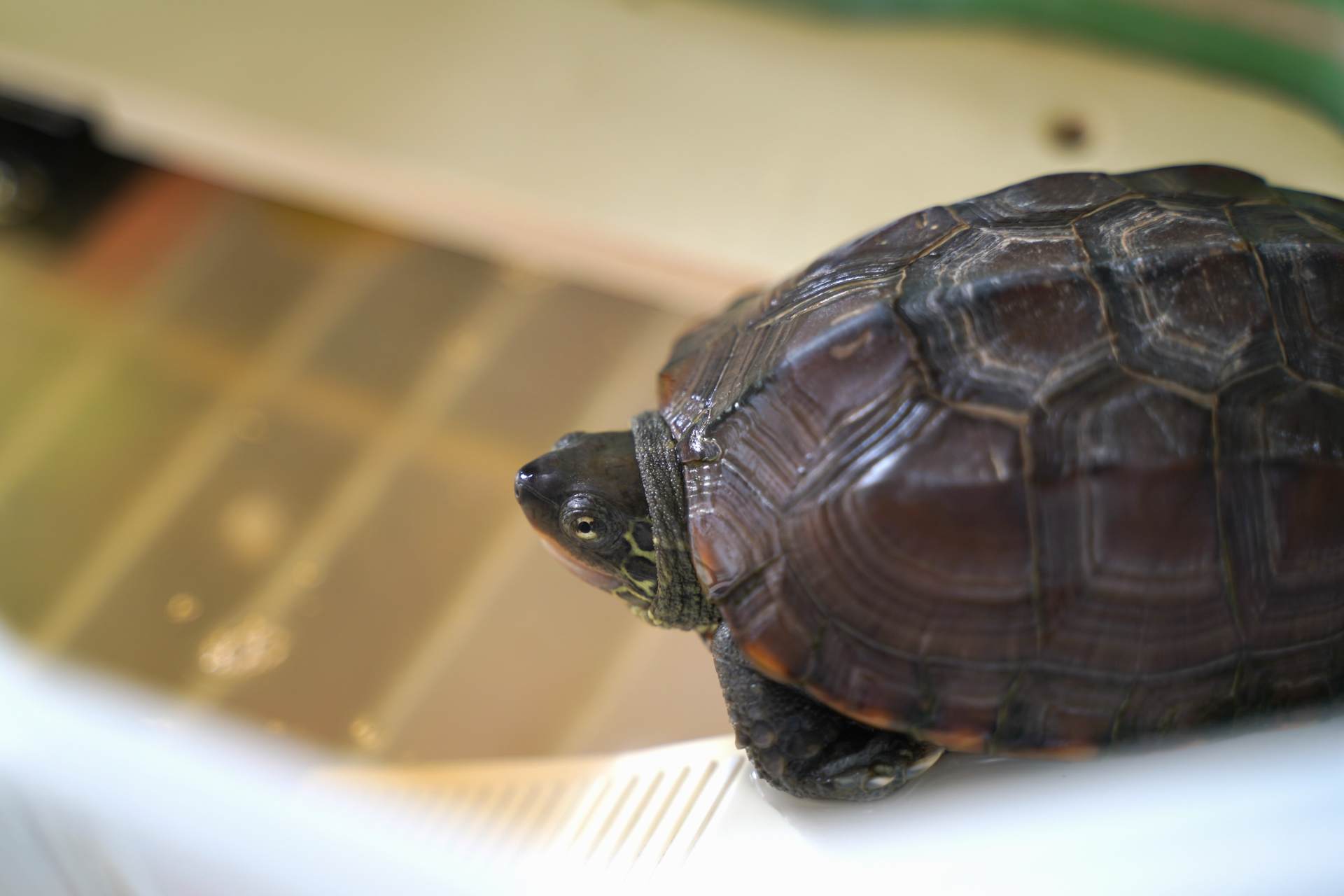 猫狗不停，除了猫狗，这些小可爱，你家的娃都养过了吗？