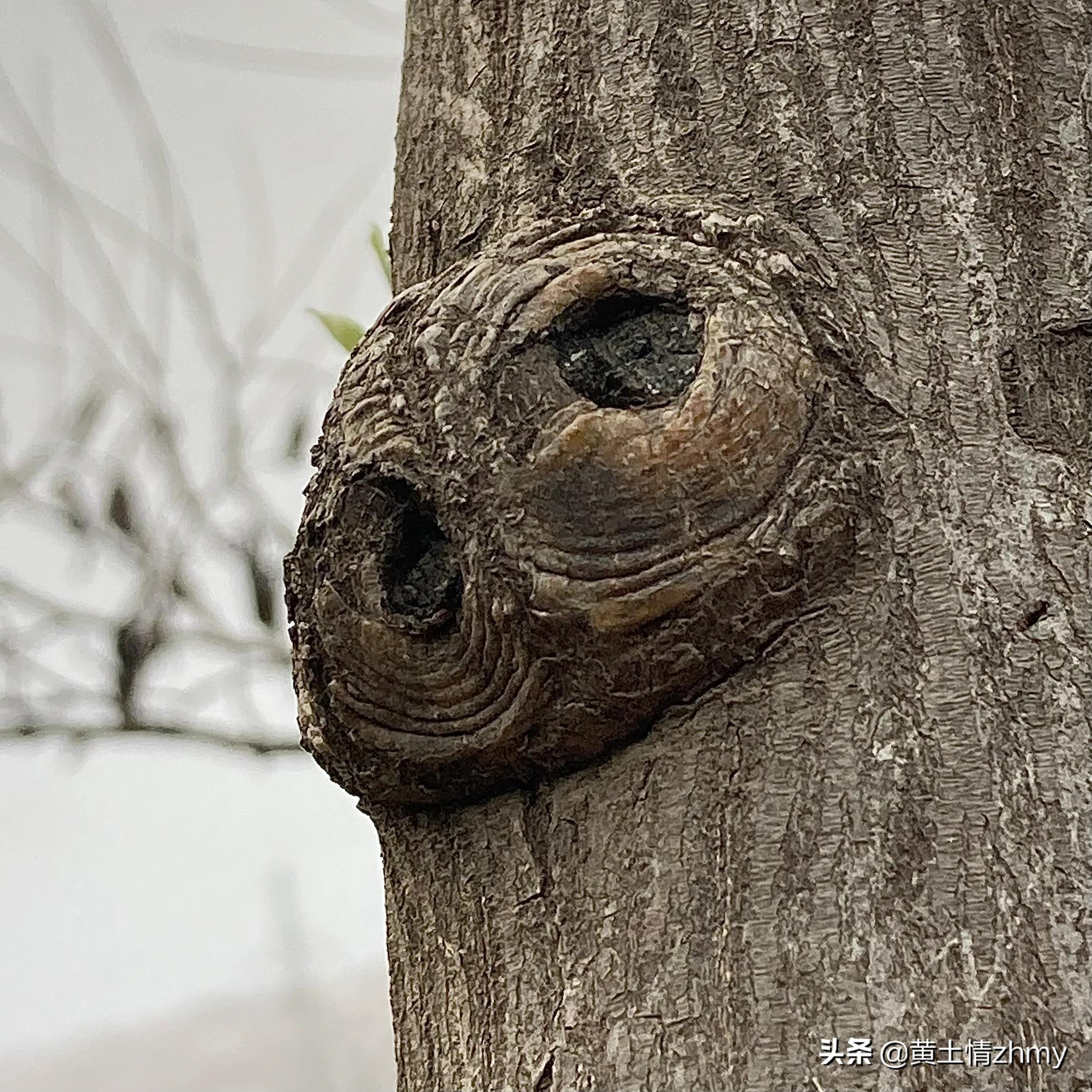 木头瘤疤,奇特的树干造型
