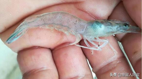 南美白对虾为什么不长大,南美白对虾大小不均匀怎么回事