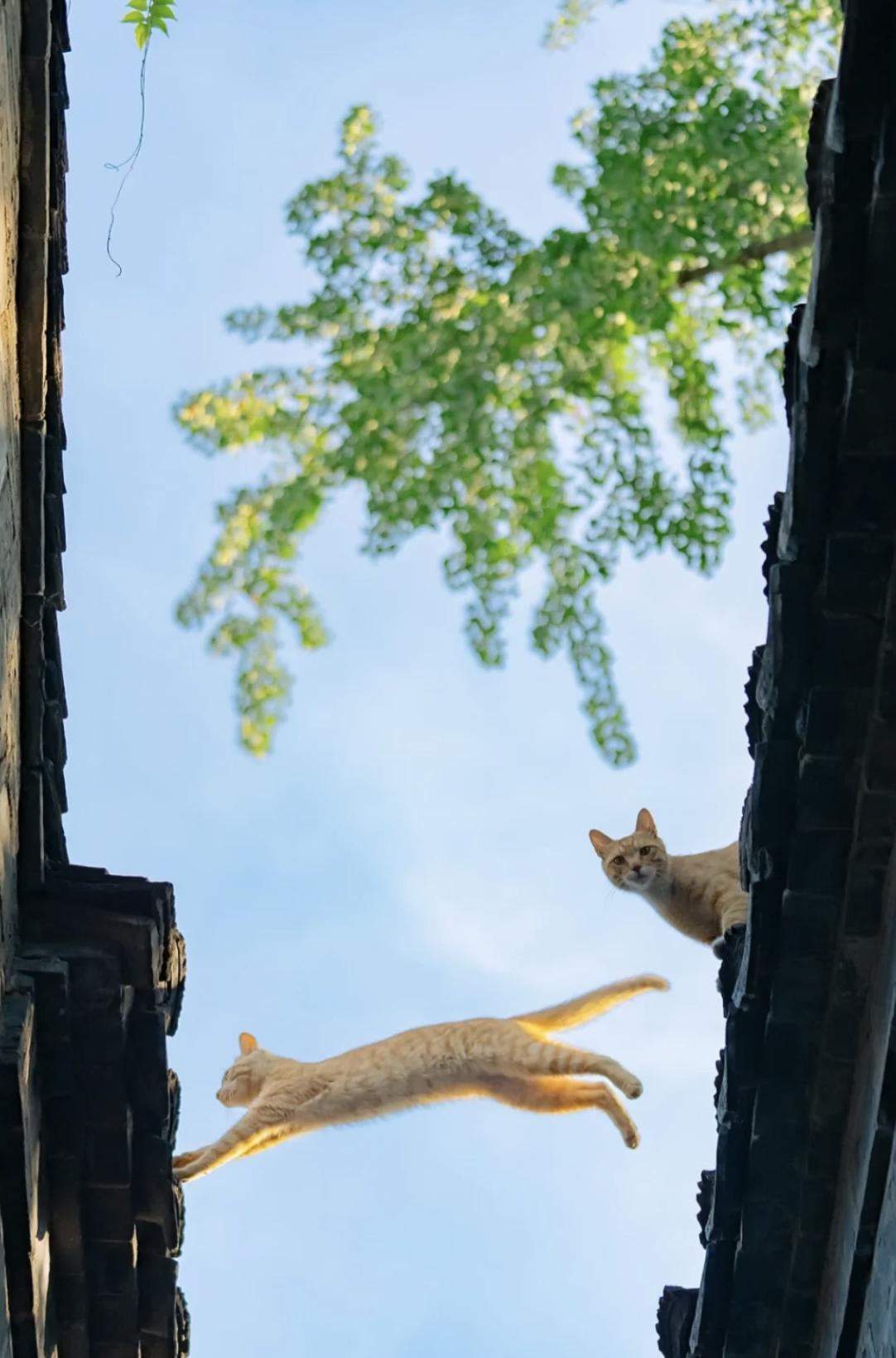 治愈系壁纸｜132张可爱小猫咪的样子