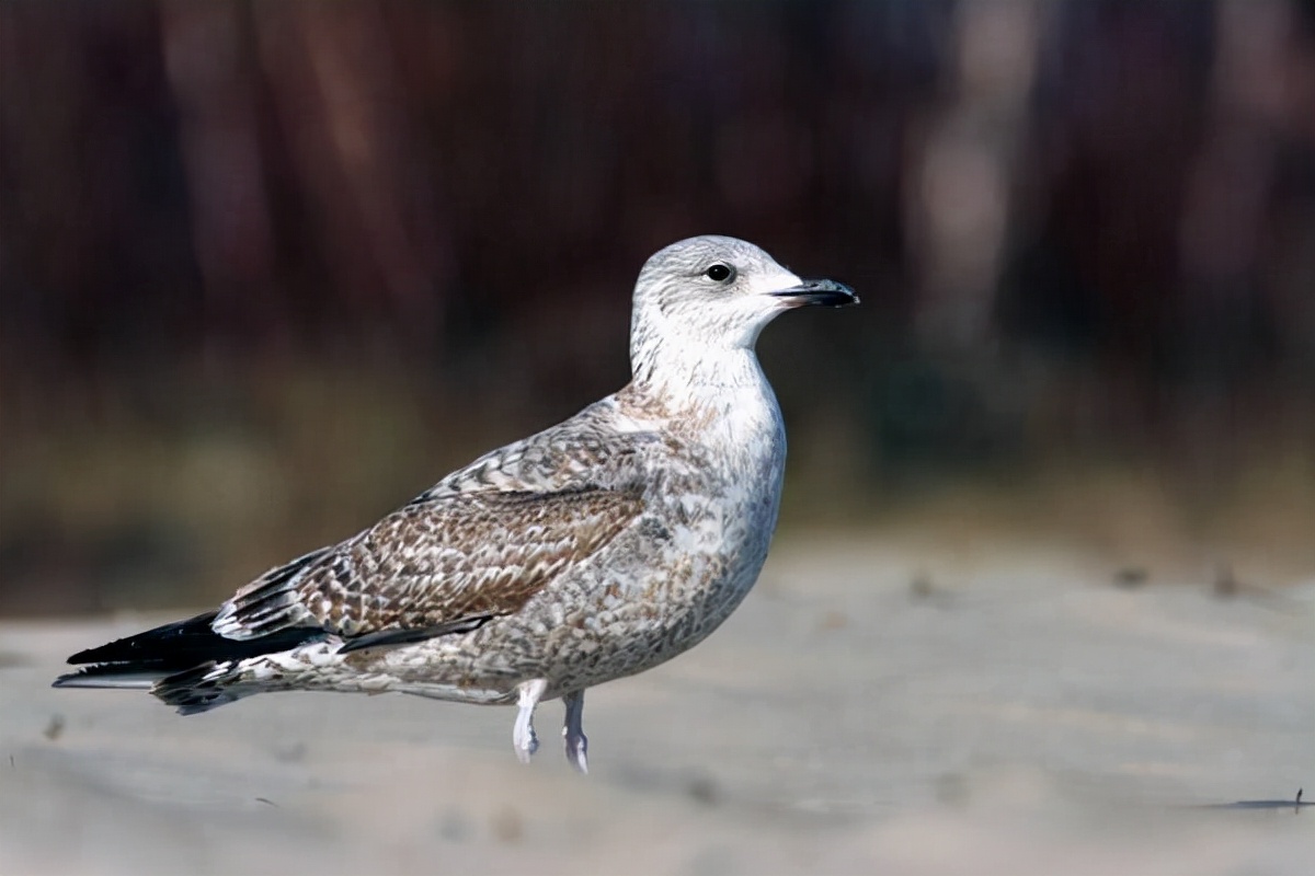 世界上最奇怪的十大鸟,世界上最恐怖的大鸟