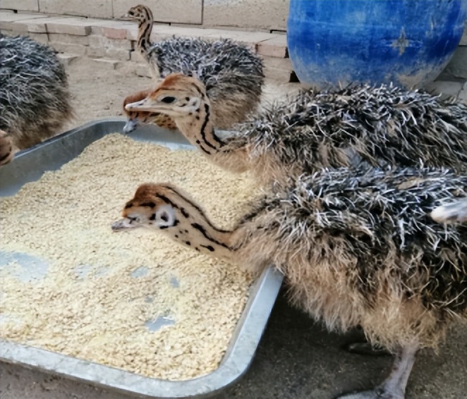 鸵鸟利润这么大为啥养的人不多,中国大型鸵鸟