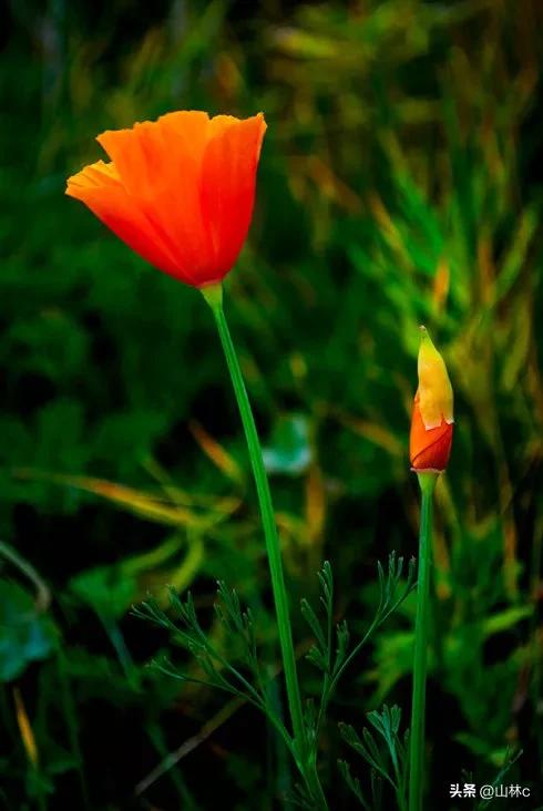 各种各样的鲜花尽情开放争芳斗艳,各种颜色的鲜花开得好美丽动人