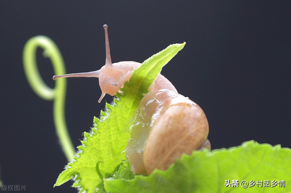 鼻涕虫和蜗牛怎么治理,田里鼻涕虫怎么彻底消灭